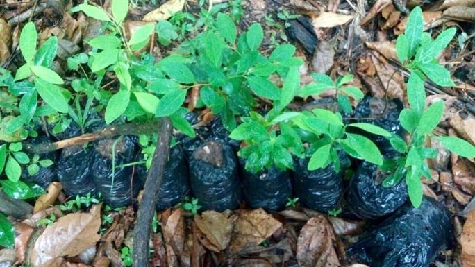 Honduras Destroys First Coca Crop