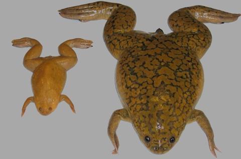 Scientists Draw First Genetic Roadmap Of Amphibian