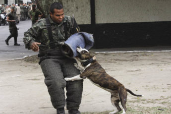 Military Dogs Play Key Role In Operation Arcanjo