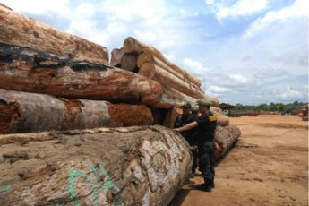 Perú’s security forces fight illegal logging