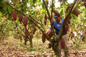 Peru Converts Coca-growing Areas into Productive Projects