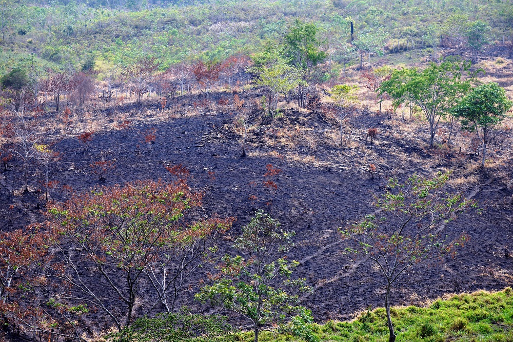 Guatemala Combats Forest Fires Caused by Narcotrafficking