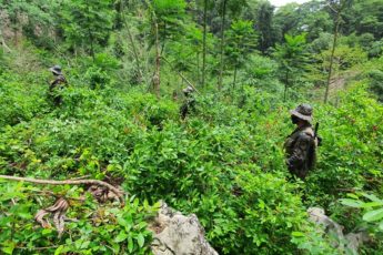 Exército da Guatemala destrói plantações de coca