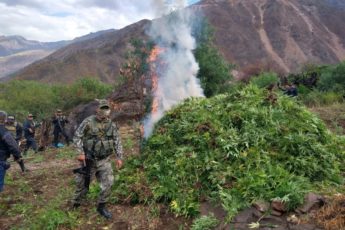Fuerzas Armadas del Perú destruyen plantaciones de marihuana y laboratorios clandestinos