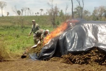 Paraguai e Brasil destroem quase 500 toneladas de maconha
