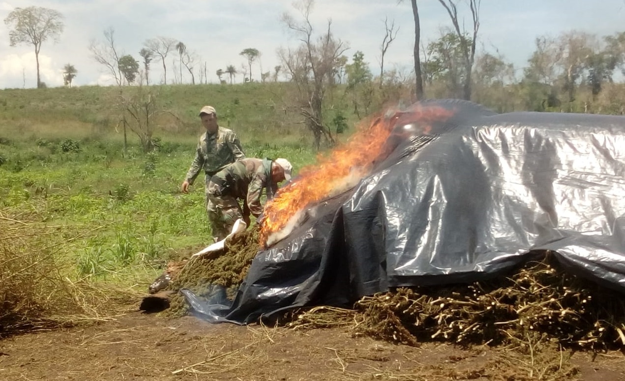 Paraguai e Brasil destroem quase 500 toneladas de maconha