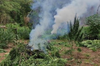 Bolívia: agentes antidrogas destroem mais de 8 toneladas de maconha