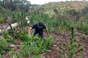 Paraguai: SENAD destrói centros de produção de maconha em bosques protegidos