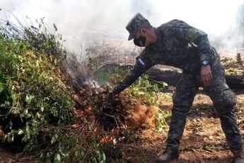 Plantações de coca, ameaça crescente em Honduras