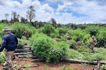 Paraguay: SENAD Destroys More than 24 Tons of Marijuana