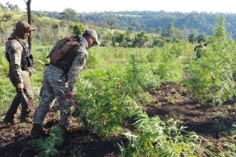 Paraguay: agentes antinarcóticos destruyen casi 1500 toneladas de marihuana