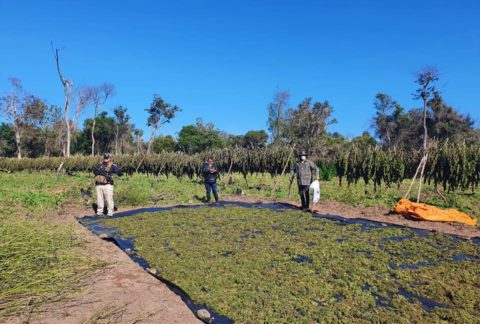 Efectivos antidrogas de Paraguay decomisan más de 18 toneladas de marihuana