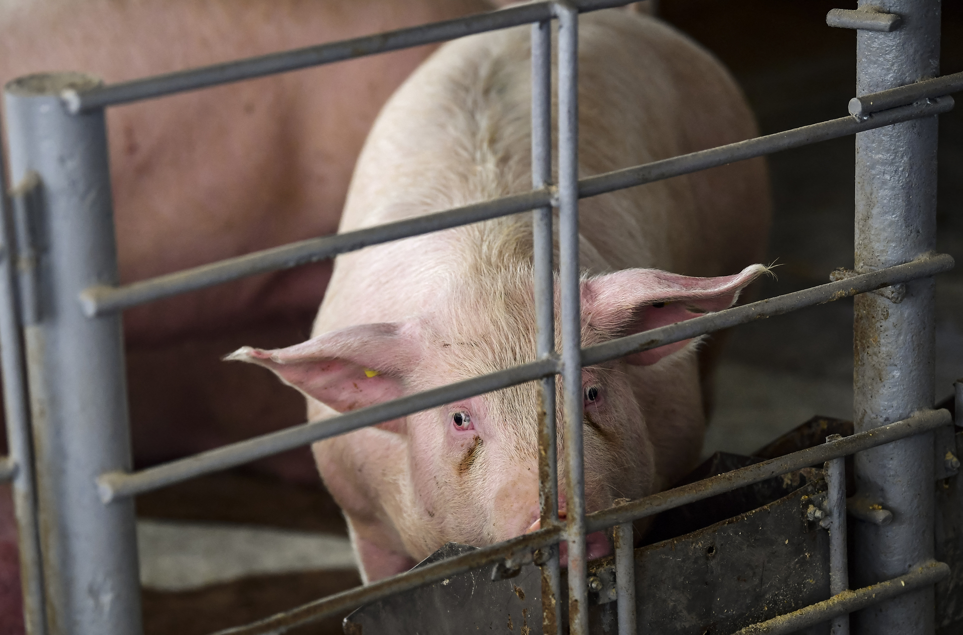 Argentina: Chinese-funded Hog Farm Project Raises Environmental Concerns