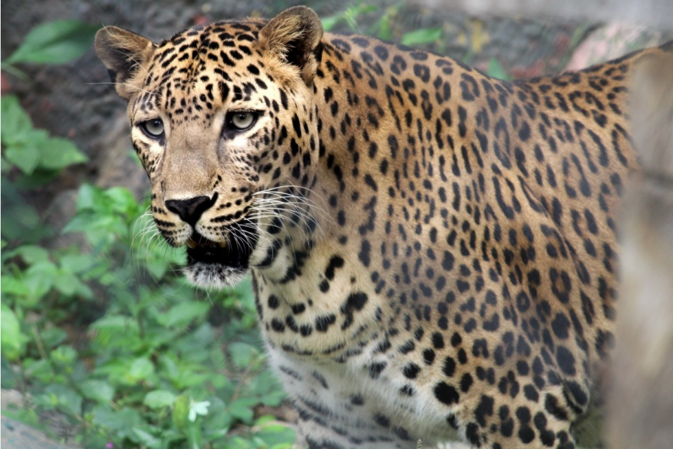 El comercio ilegal de partes de jaguar para China pone en riesgo la supervivencia de esta especie