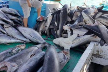 Frota de pesca chinesa devasta oceanos latino-americanos