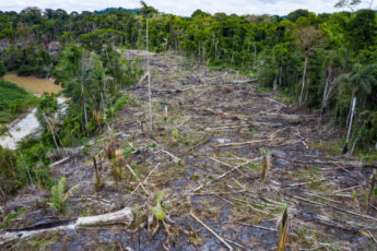 Tráfico de drogas, força motriz para a deterioração ambiental na Amazônia peruana