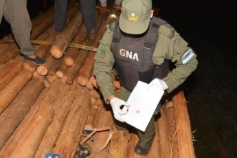 Argentine Gendarmerie Seizes Drugs Hidden in Timber Shipments