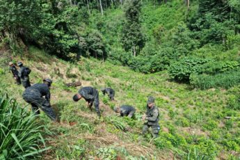 Honduras enfrenta desmatamento causado pelo narcotráfico