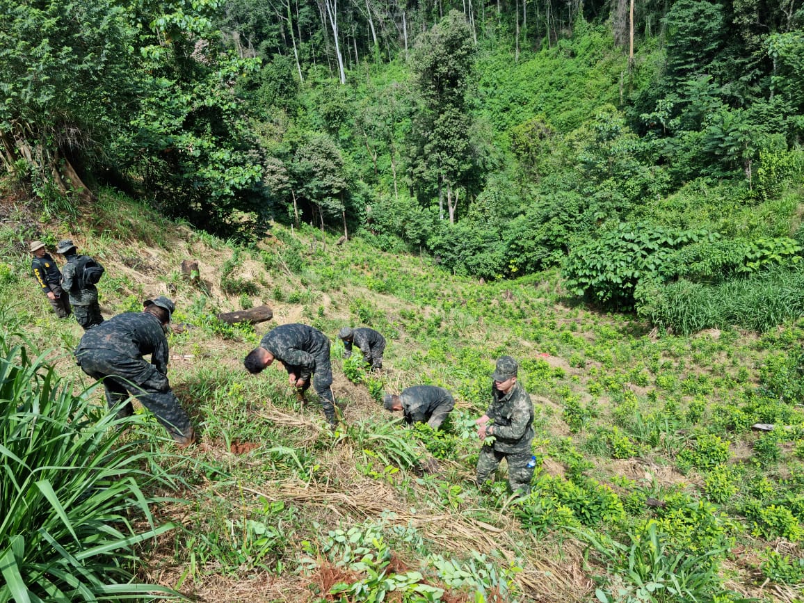 Honduras enfrenta desmatamento causado pelo narcotráfico