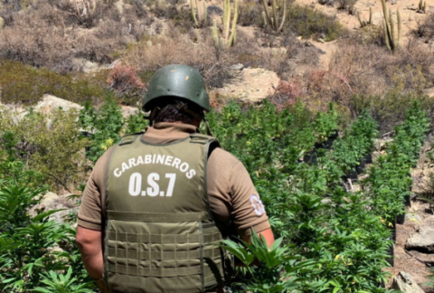 Chile: autoridades descubren plantaciones de marihuana