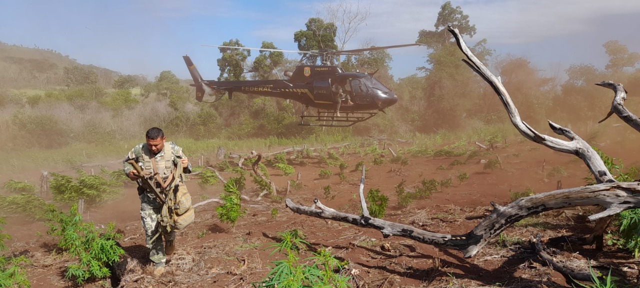 Brazil, Paraguay Destroy 748 Tons of Marijuana in the Border Region
