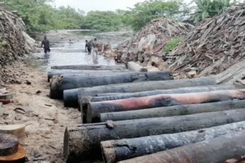 Interpol combate exploração ilegal de madeira na América Latina