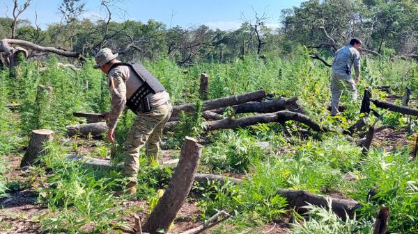 Paraguai apreende 16 toneladas de maconha