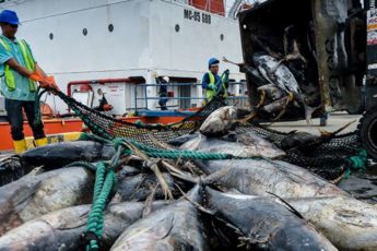 OMC reduce subsidios a pesca ilegal