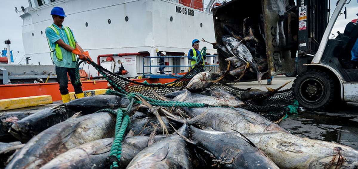 OMC reduz subsídios à pesca ilegal