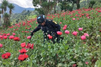 Guatemala intensifica lucha contra cultivos de amapola