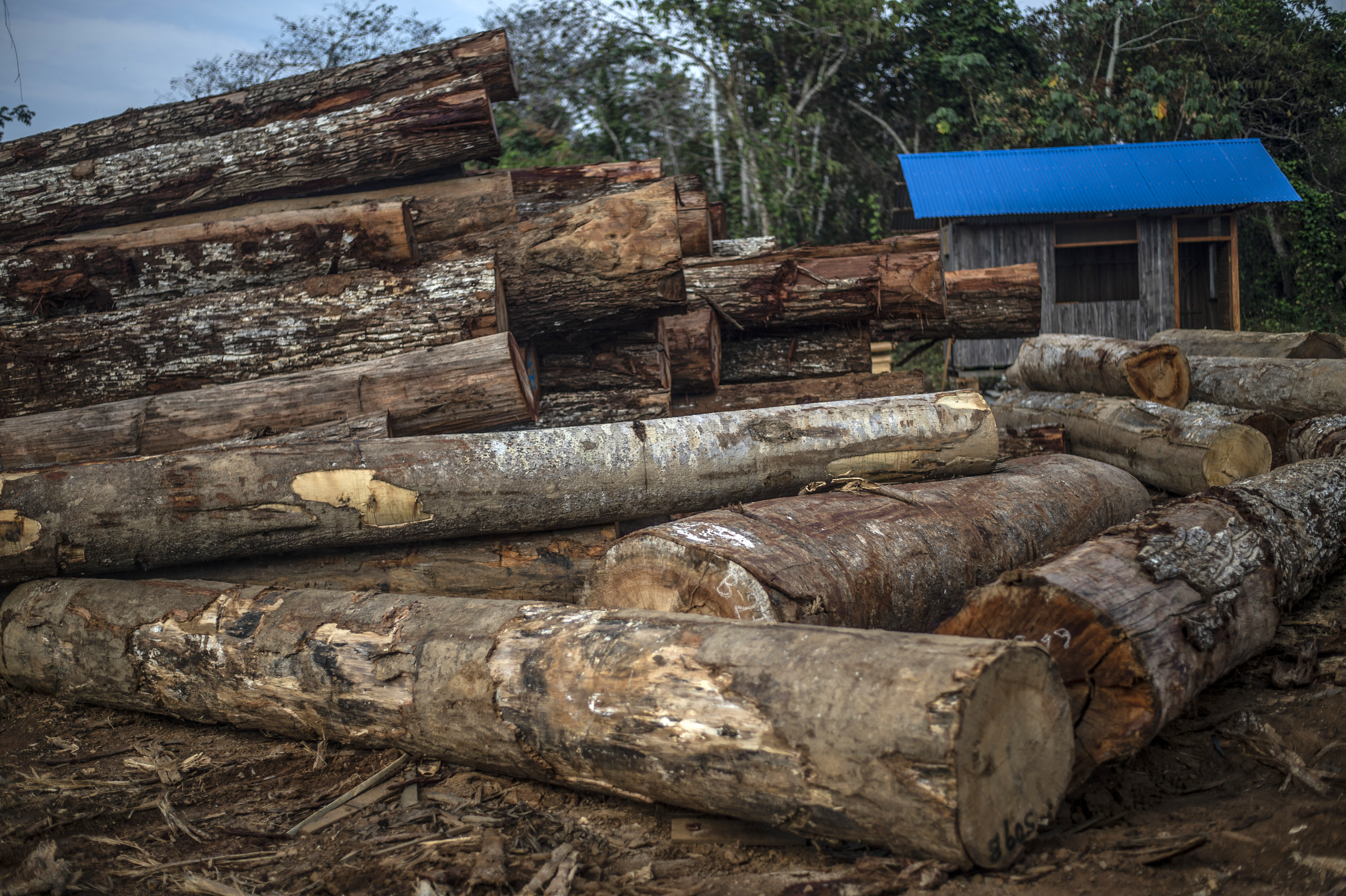 Grupos criminosos estão devastando a Amazônia peruana, revela estudo
