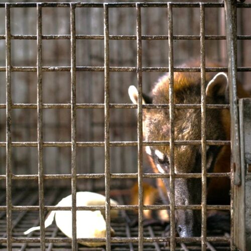 Peru faz progresso contra tráfico de animais selvagens
