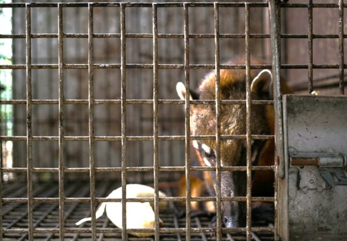 Peru faz progresso contra tráfico de animais selvagens