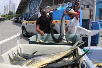 Panamá cria centro de proteção contra pesca INN