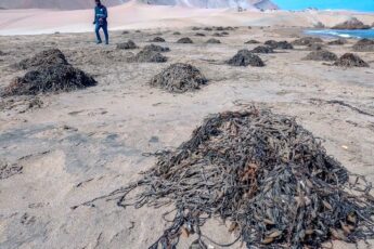 China deforesta bosques marinos de Chile y Perú