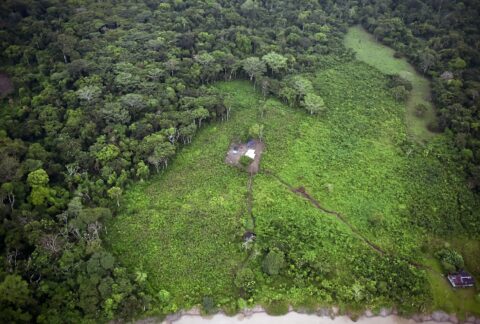 Cultivos ilícitos de coca desempenham papel fundamental na degradação florestal na América Latina, alerta a ONU