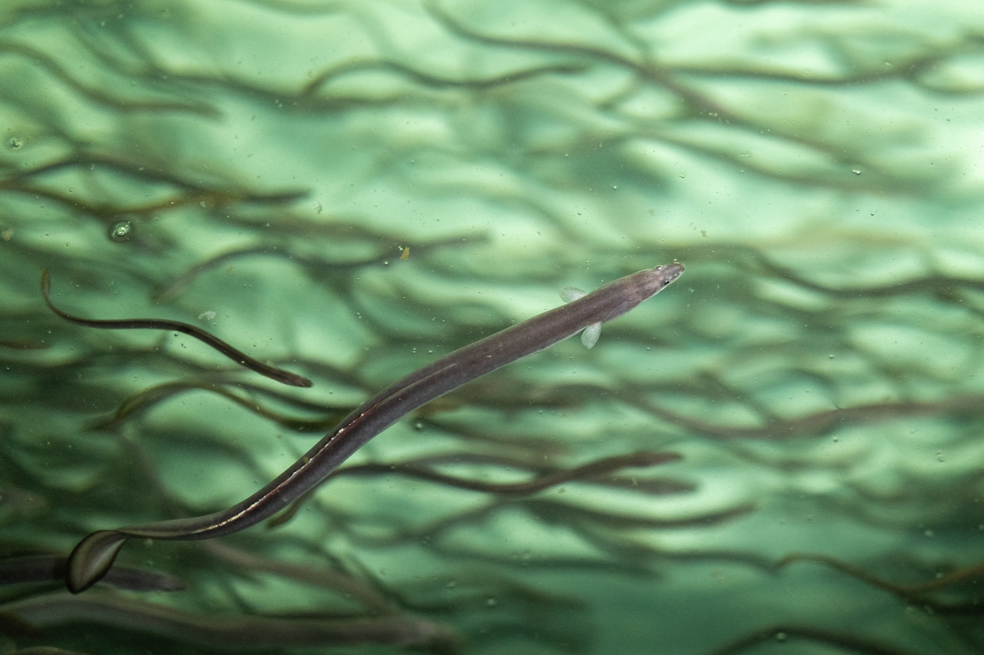 American Eel: How China’s Resource Predation Funds Caribbean Organized Crime