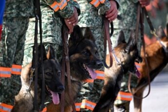 The Americas’ Four-Legged First Responders: The Critical Role of K9 Units in Venezuela’s Earthquake Response
