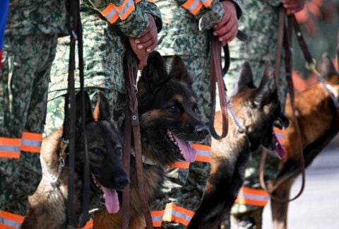 Los primeros rescatistas de cuatro patas de las Américas: el papel crucial de las unidades caninas en la respuesta al terremoto de Venezuela