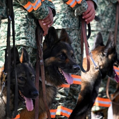 The Americas’ Four-Legged First Responders: The Critical Role of K9 Units in Venezuela’s Earthquake Response