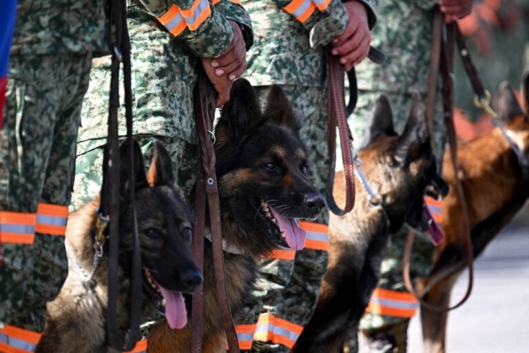 The Americas’ Four-Legged First Responders: The Critical Role of K9 Units in Venezuela’s Earthquake Response