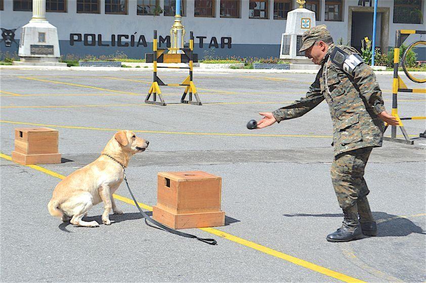 One of the unit’s main tasks is to detect drugs and explosives. The dogs are trained to use special techniques to recognize odors. In the photo, “Cañonazo,” better known as “El Abuelo” (The Grandfather), is preparing to identify an explosive held in a wooden crate. (Text and photo: Jennyfer Hernández for Diálogo)
