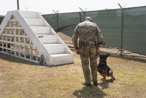 Un entrenador del Destacamento Canino Polivalente (MPC-D) del 7.º Grupo de Fuerzas Especiales (Aerotransportado), guía a un canino polivalente durante un entrenamiento con obstáculos, el 3 de abril de 2024. El MPC-D llevó a cabo un intercambio de expertos en la materia con entrenadores de perros militares hondureños, como parte de la primera fase del CENTAM Guardián 24. (Foto: Aerotécnico Jefe de la Fuerza Aérea de los EE. UU. Christopher Bermudez)