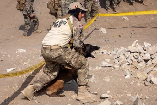 A Peruvian service member directs a K-9 during foreign humanitarian assistance training as part of UNITAS 2026, at the Peruvian Marine Corps Naval Base, Peru, September 13, 2026. (Photo: U.S. Marine Corps Lance Corporal Claire Cheney)