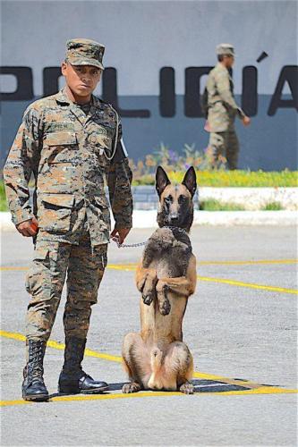 One stage of the training focuses on obedience. The canines are evaluated to determine whether they should be given special training in explosives detection, searches for missing persons, or participation in attacks. "Spanky" and his trainer salute. (Text and photo: Jennyfer Hernández for Diálogo)