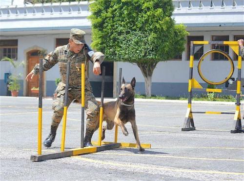 The strategy used to train the dogs involves play and food. Col. Velásquez said that the dogs learn to do the exercises in hopes of receiving a reward, which ensures the success of the lesson. (Text and photo: Jennyfer Hernández for Diálogo)