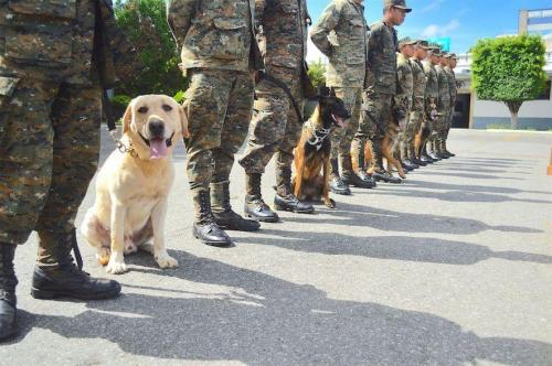Several breeds of dogs form the ranks of the Canine Unit, including Labradors, Belgian Shepherds, and German Shepherds. Twelve of the dogs were donated by the United States government and the rest by individuals. (Text and photo: Jennyfer Hernández for Diálogo)