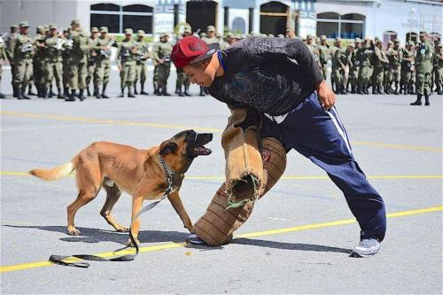 "Tortilla", um dos membros da esquadra canina, prepara-se para atacar durante uma sessão de treinamento. (Texto e foto: Jennyfer Hernández para Diálogo)