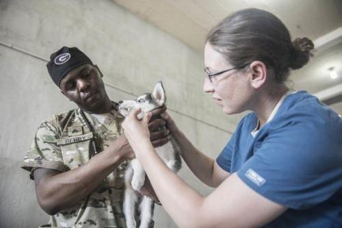 U.S. Army Capt. Erin Stein (right), of Macomb, Illinois, assigned to Public Health Activity-Fort Gordon Redstone Section Veterinary Service, Georgia, and U.S. Army Sgt. Patric Berry of Columbus, Georgia, assigned to Public Health Activities-Fort Gordon, Georgia, administer pyrantel, a broad spectrum dewormer at the CP-17 veterinarian site in Puerto Barrios, Guatemala. (Photo: Mass Communication Specialist 2nd Class Ridge Leoni/U.S. Navy Combat Camera)