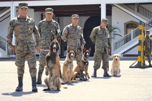 The Military Canine Unit’s accomplishments include finding two survivors of the 2010 earthquake in Haiti, helping recover bodies buried in the El Cambray landslide in Guatemala on October 1, 2015, and identifying explosives on public transportation. (Text and photo: Jennyfer Hernández for Diálogo)